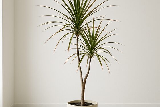 Dracaena Marginata: Slim and Striking Tree-Like Form illustration